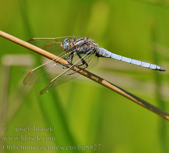 Orthetrum coerulescens bg8827