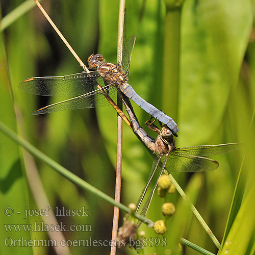 Orthetrum coerulescens bg8898