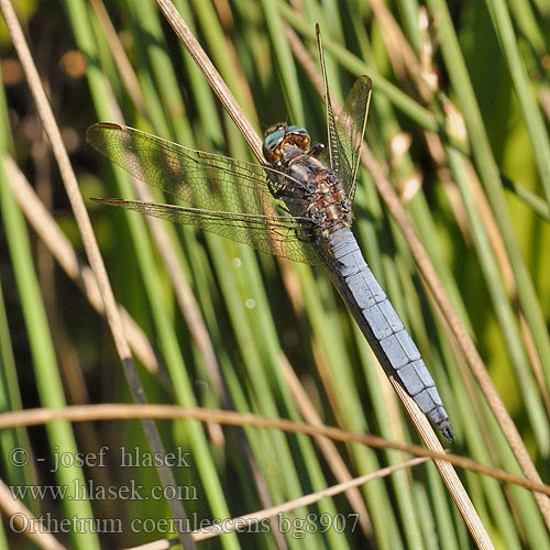 Orthetrum coerulescens bg8907