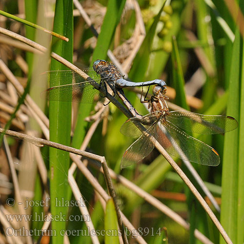 Orthétrum bleuissant Orthetrum azzuro Kék pásztor Orthetrum coerulescens Kleiner Blaupfeil Lecicha mala Vážka žlutoskvrnná Liten sjötrollslända Stor blålibelle Стрекоза голубая Рівночеревець синіючий Mali modrač modrin Keeled Skimmer Lille Blåpil Hoikkasinikorento