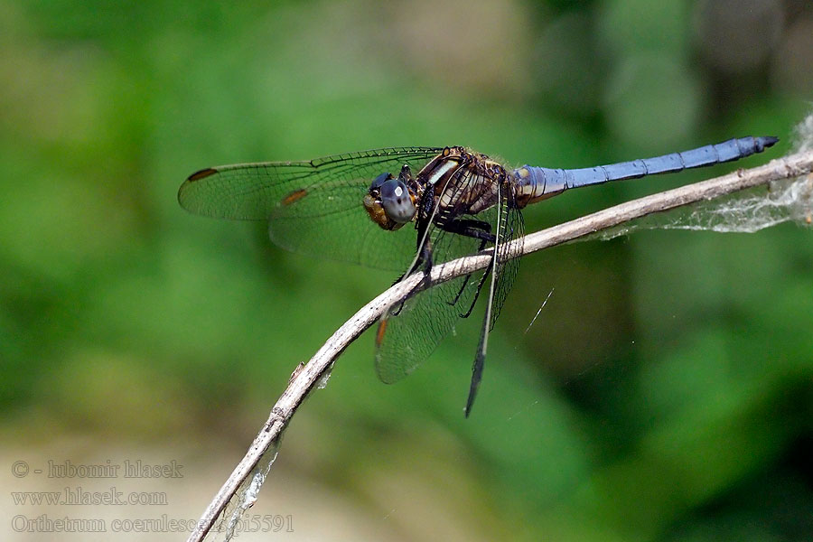 Kleiner Blaupfeil Vážka žlutoskvrnná Mali modrač modrin Orthetrum coerulescens