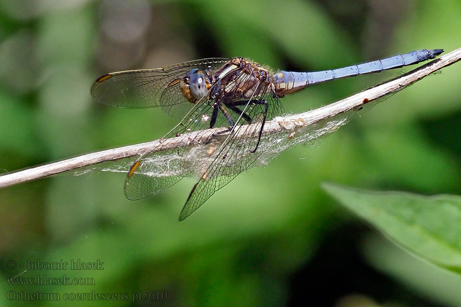 Стрекоза голубая Рівночеревець синіючий Orthetrum coerulescens