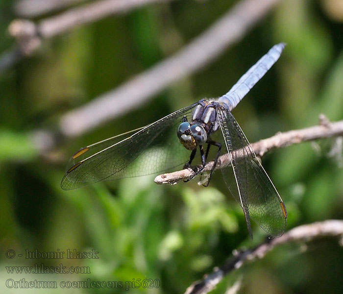 Vážka žlutoskvrnná Liten sjötrollslända Stor blålibelle Orthetrum coerulescens