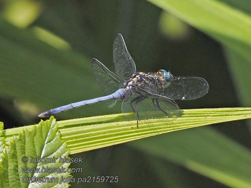 Orthetrum julia Julia skimmer