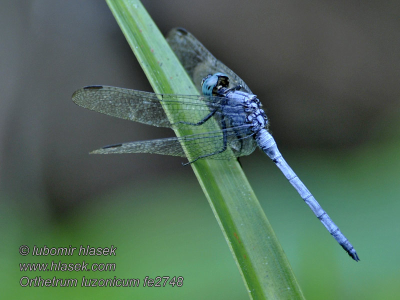 Orthetrum luzonicum Marsh Skimmer