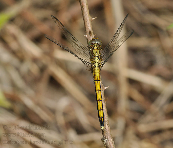 Marsh Skimmer Orthetrum luzonicum