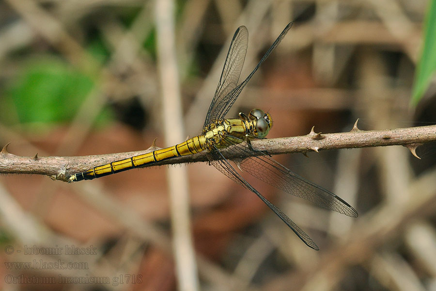 Orthetrum luzonicum