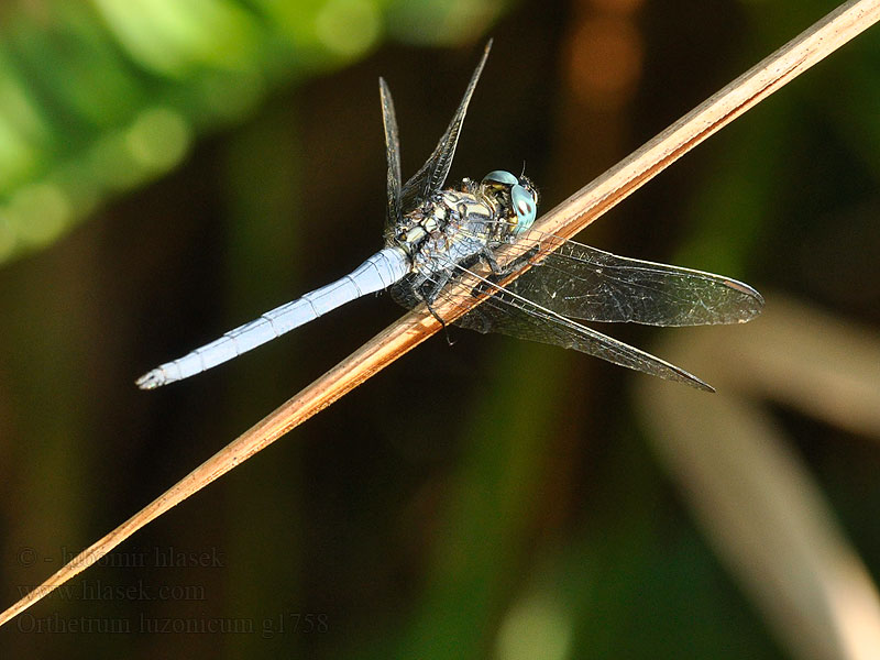 Orthetrum luzonicum