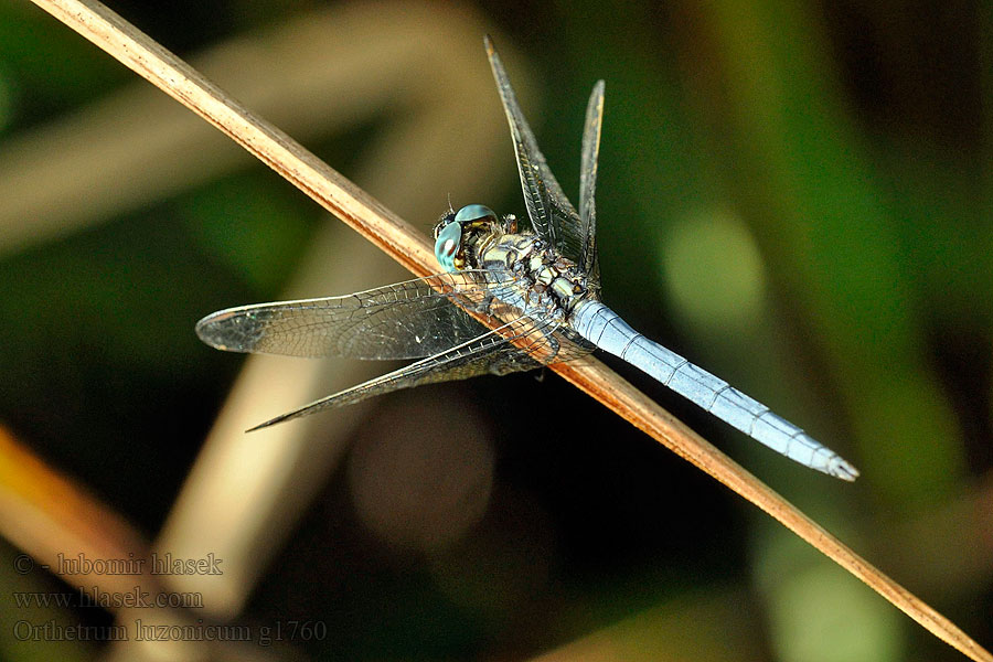 Orthetrum luzonicum