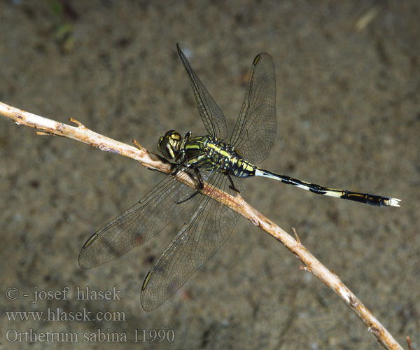 Orthetrum sabina Green Marsh Hawk Skimmer Slanke oeverlibel ．ハラボソトンボ Schlanker Blaupfeil Ортетрум Сабина