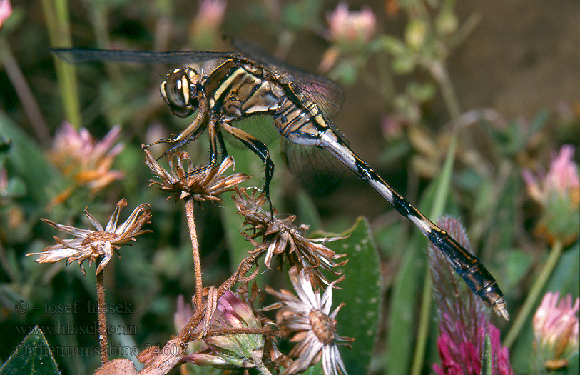 Slanke oeverlibel ．ハラボソトンボ Orthetrum sabina