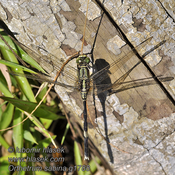 Schlanker Blaupfeil Ортетрум Сабина Orthetrum sabina