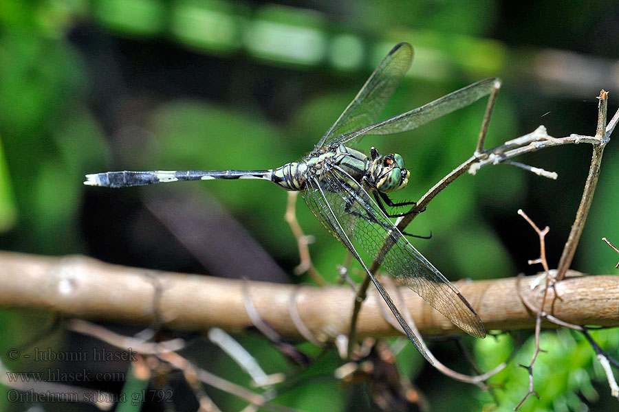 Ортетрум Сабина Orthetrum sabina