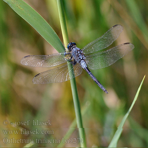 Orthetrum trinacria Long Skimmer Langer Blaupfeil Lange oeverlibel