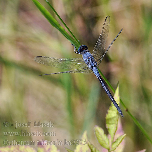 Orthetrum trinacria ba9276