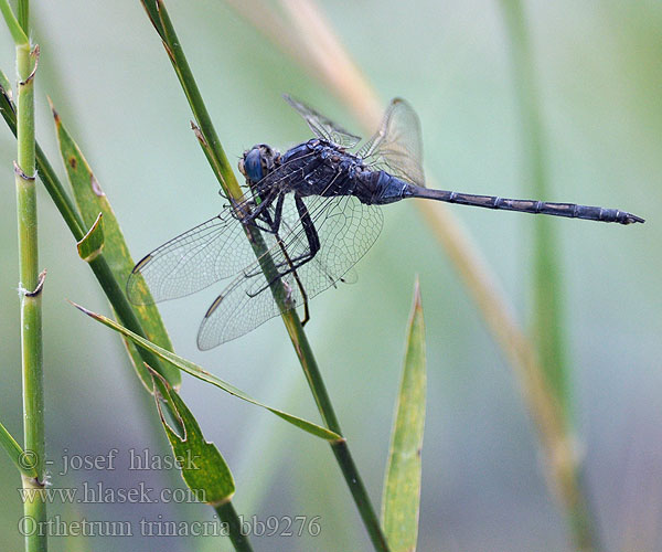 Orthetrum trinacria bb9276