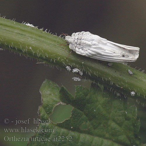 Orthezia urticae Ensign Coccid Nettle Ensign Scale