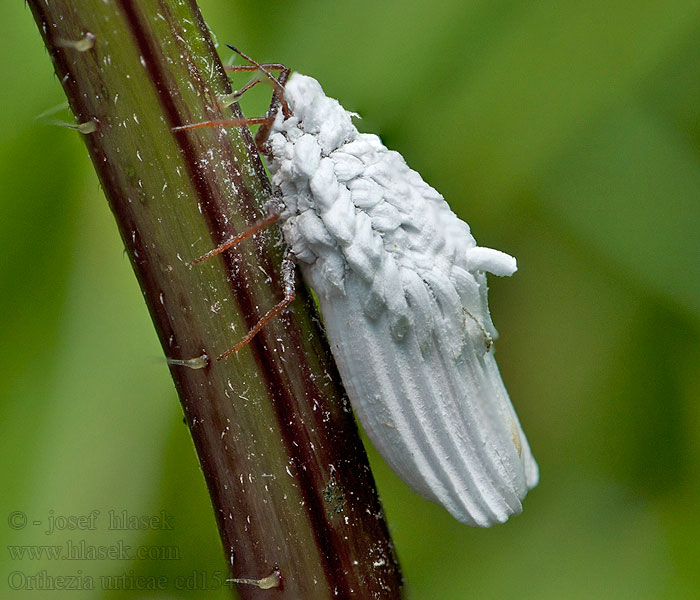 Zabielica pokrzywnik Orthezia urticae