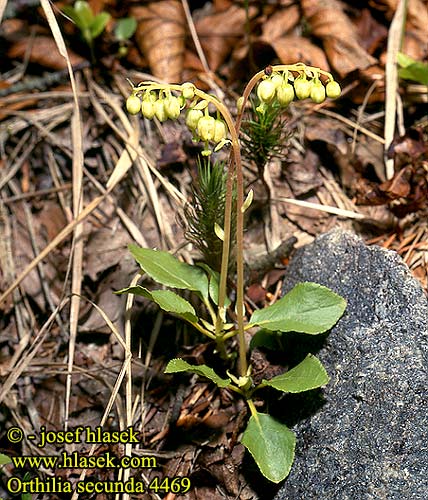 Orthilia secunda Toothed Wintergreenn Gyöngyvirágkörtike Birngrün