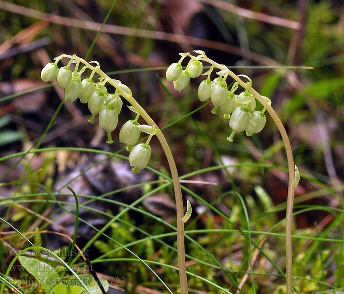 Orthilia secunda Toothed Wintergreen Eenzijdig wintergroen