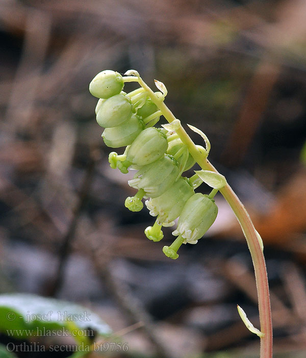 Orthilia secunda Gyöngyvirágkörtike