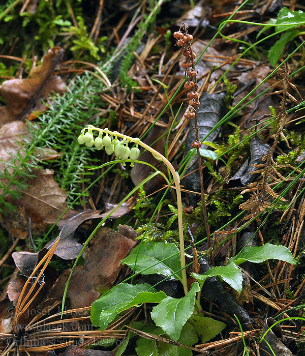 Orthilia secunda Birngrün