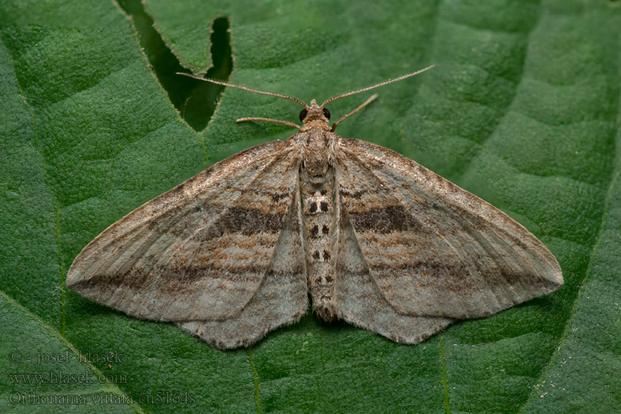 Píďalka vachtová Orthonama vittata