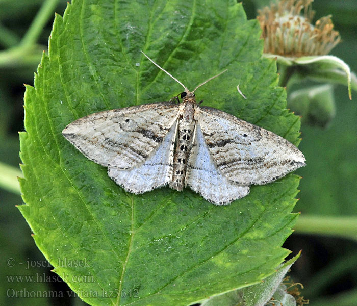 Orthonama vittata vittatum Cidaria Píďalka vachtová