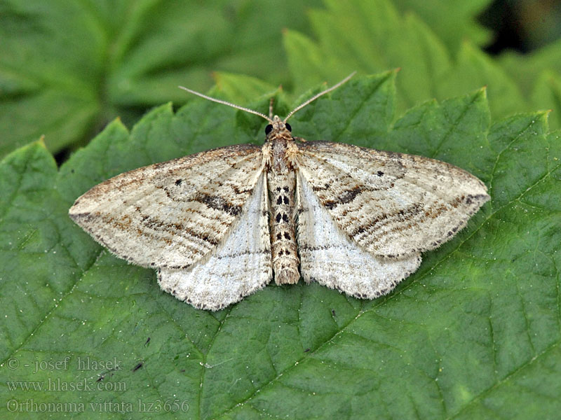 Vlnočárník Sumpflabkraut-Blattsp Oblique Carpet