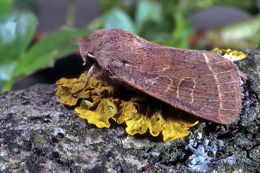 Orthosia cerasi Jarnice lipová Gemeine Kätzcheneule