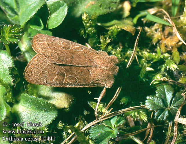 Orthosia cerasi 10441