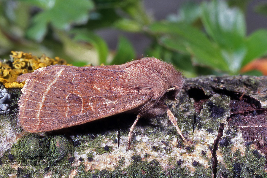 Common Quaker Mora lipová Orthosie Cerisier Совка вишнёвая