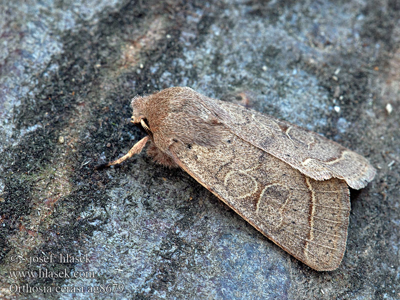 Jarnice lipová Orthosia cerasi