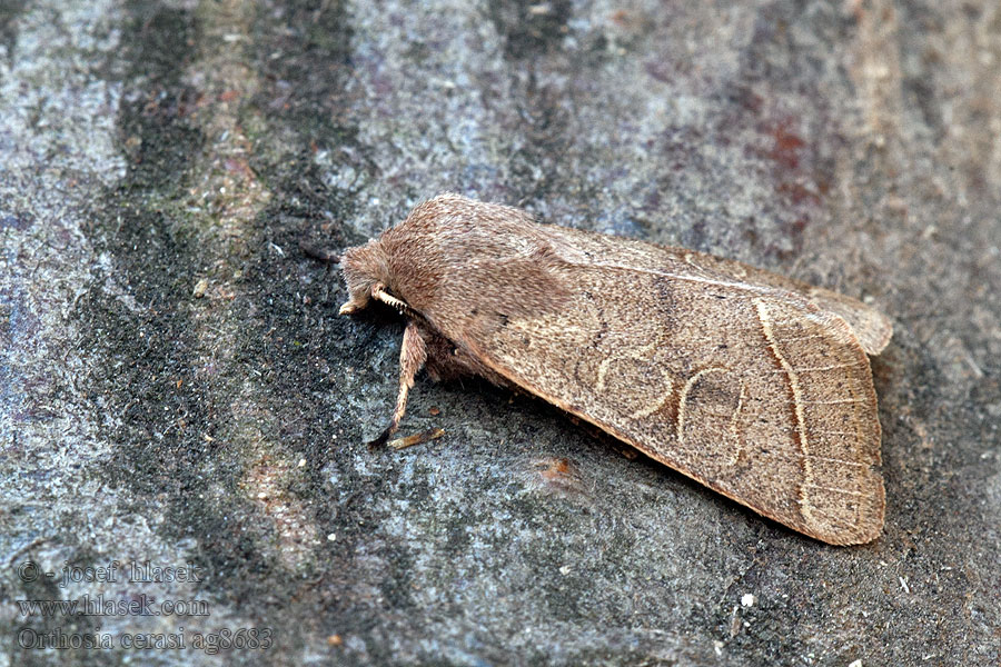 Gemeine Kätzcheneule Orthosia cerasi