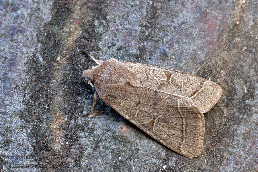 Common Quaker Orthosia cerasi