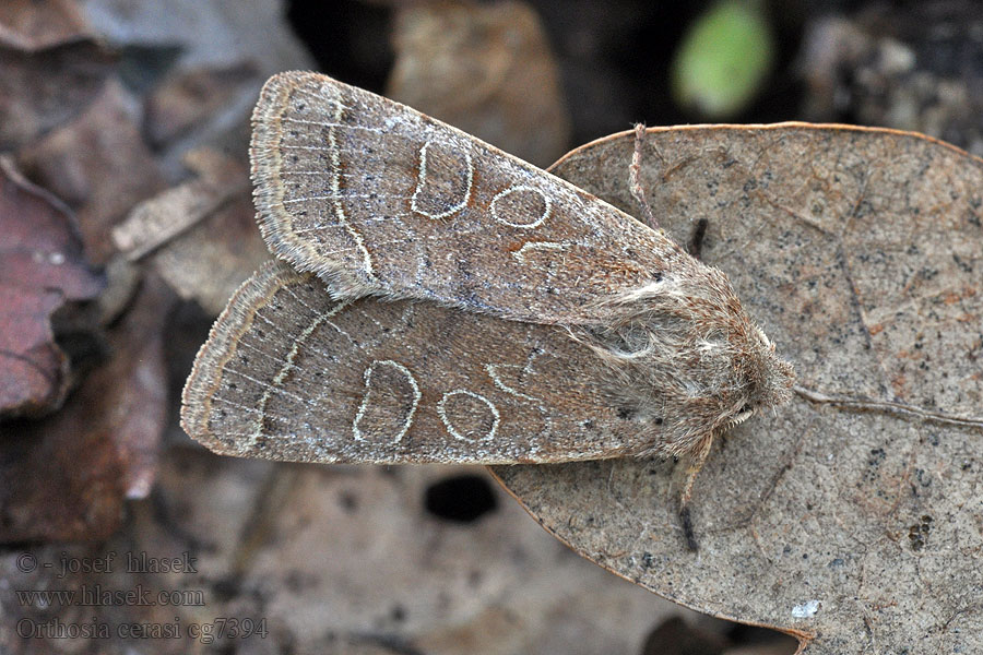 Orthosia cerasi