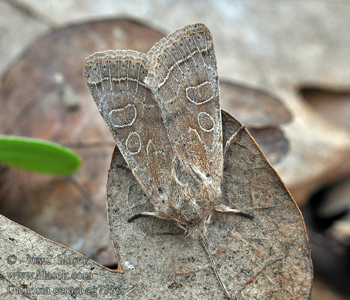 Oföränderligt sälgfly Orthosia cerasi