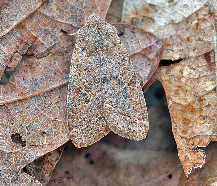 Gemeine Kätzcheneule Orthosia cerasi