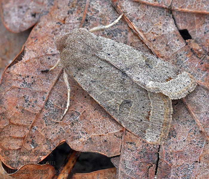 Jarnice lipová Orthosia cerasi