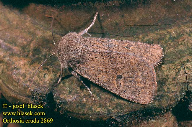 Orthosia cruda 2869 UK: Small Quaker DE: Kleine Kätzcheneule CZ: jarnice menší