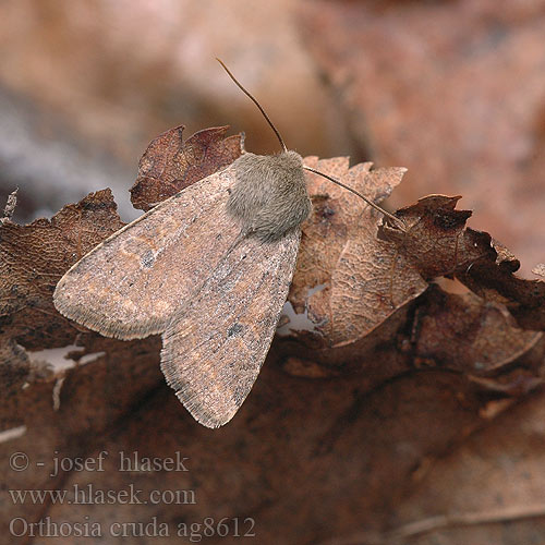 Orthosia cruda ag8612 UK: Small Quaker DE: Kleine Kätzcheneule CZ: jarnice menší