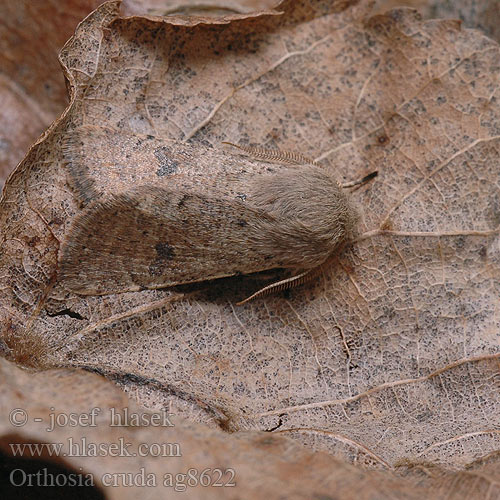 Orthosia cruda ag8622 UK: Small Quaker DE: Kleine Kätzcheneule CZ: jarnice menší