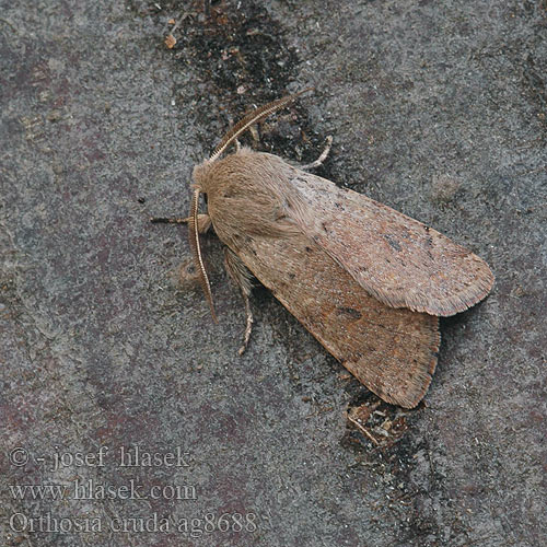 Orthosia cruda ag8688 UK: Small Quaker DE: Kleine Kätzcheneule CZ: jarnice menší