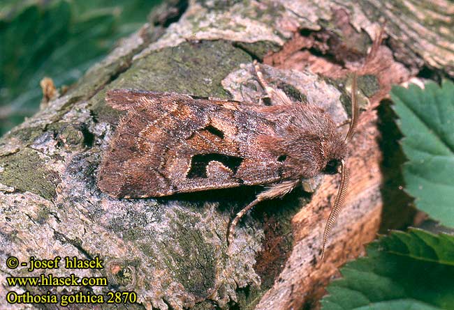 Orthosia gothica Hebrew Character Graue Frühlingseule