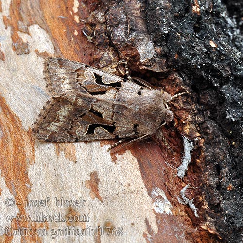 Hebrew Character Graue Frühlingseule Jarnice ovocná