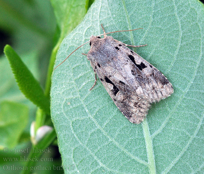 Orthosia gothica Jarnice ovocná Piętnówka wiciokrzewka