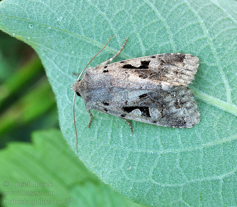 Orthosia gothica Gothique Gotisk forårsugle Tunnusraitayökkönen