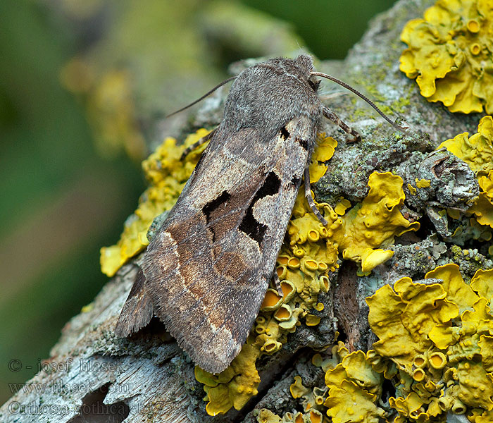 Jarnice ovocná Orthosia gothica