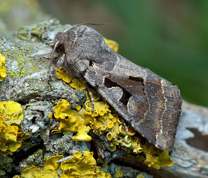 Graue Frühlingseule Orthosia gothica