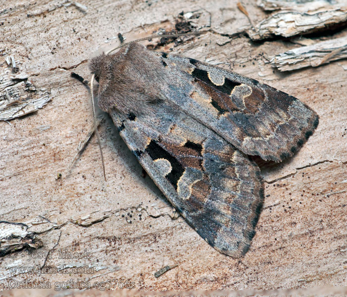 Jarnice ovocná Orthosia gothica